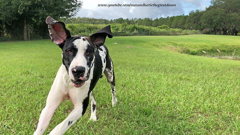 Funny Great Danes Come Running In From The Rain