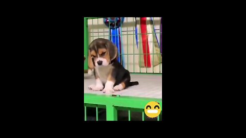 #viral dog# funny video #