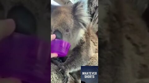 Passerby helps out a dehydrated koala during record heatwave #shorts #koala #animal #cute