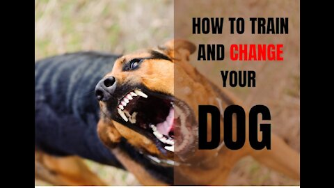 How To Make Your Dog Become Aggressive