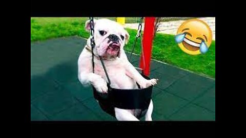 Funny Animal Videos 2022 😂 - Funniest Cats And Dogs Videos 😺😍