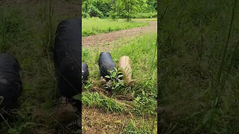 Pasture Pigs enjoying their new pasture. #farmlife #kunekune #pasturedpork #pasturedpigs #ipp