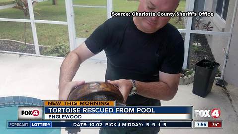 Tortoise rescued from pool in Englewood home