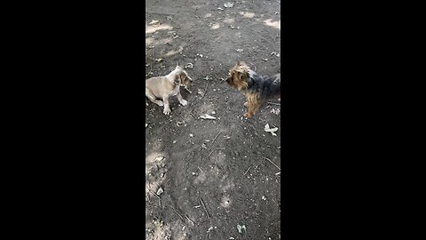 Bully puppies trying to bully