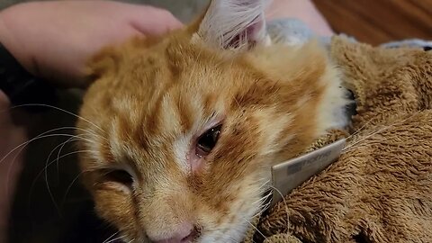 Main Coon Kitten Purr