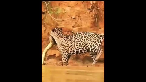 The Jaguar Was Able To Catch The Anaconda