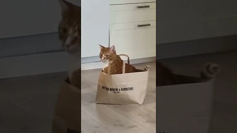 Paperbag Rider