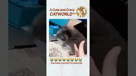 OMG! Owner Shoots Her Cat! (Sorta Lol) 🔫😹 (#154) | Funny Cat Videos #Shorts