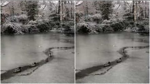 Des canards se fraient un chemin sur un lac gelé