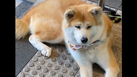 Dog spotting ~ Akita with a side of chihuahua. My first Akita sighting 2 😭🥺❤️‍🔥❤️‍🔥❤️‍🔥