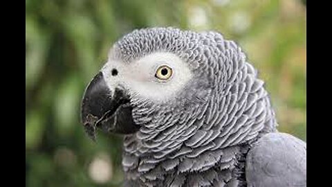 GRAY PARROT