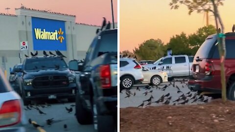 Creepy footage shows hundreds of crows gathering in Walmart parking lot