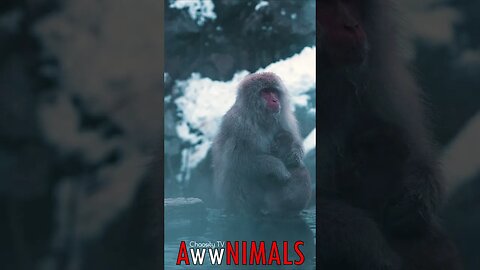 🤗 #AwwNIMALS - Hot Spring Harmony: Snow Monkey Mother Feeds Her Young 💕