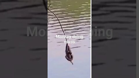 monkey masti time#funnyshorts #monkey