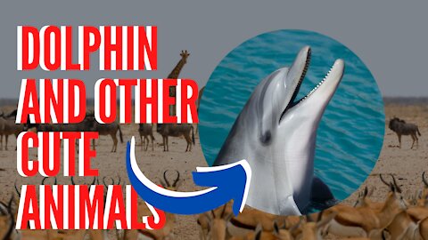 Dolphin and other cute animals