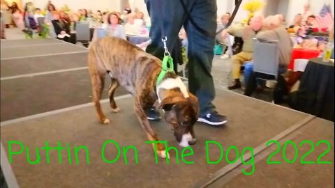 PUTTIN ON THE DOG (FASHION SHOW) PART TWO