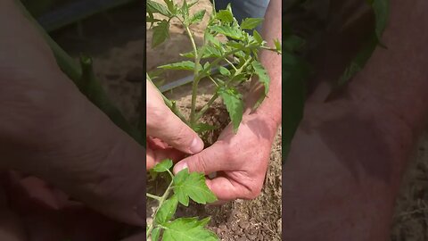 Prune your tomatoes #3mississippi #tomatoes #pruningtomatoes