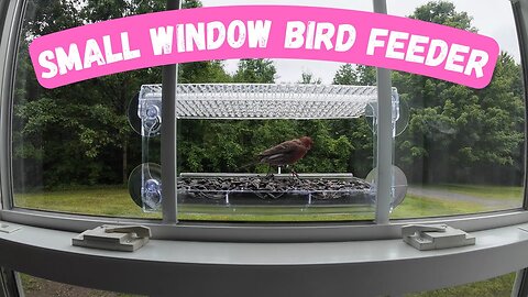 Best Small Window Bird Feeder