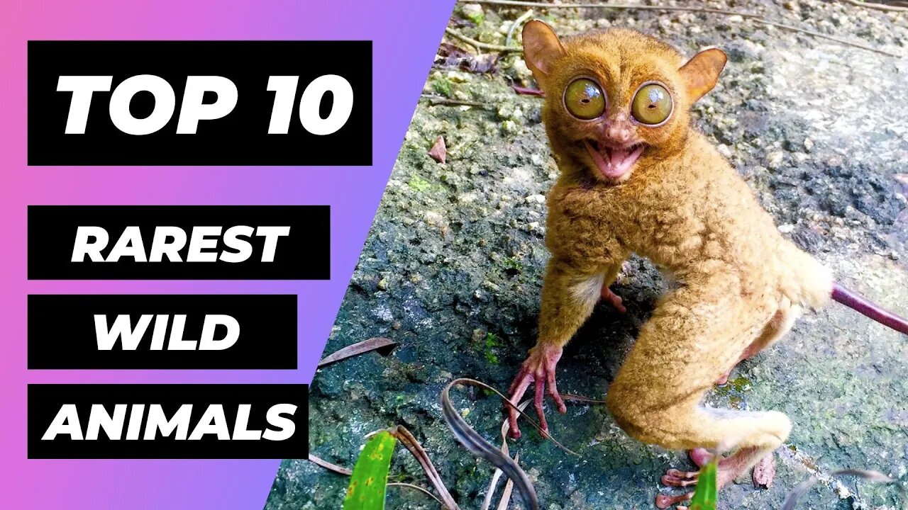 TOP 10 RAREST Animals In The Wild 1 Minute Animals