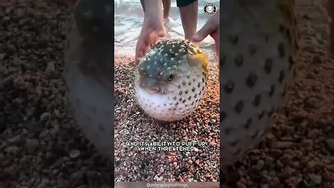 Pufferfish 🐡 Puffing Up for Survival!