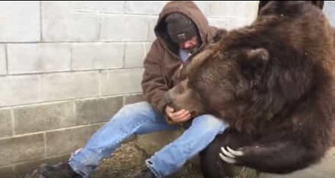 Tratador faz carinho em urso de 635kg