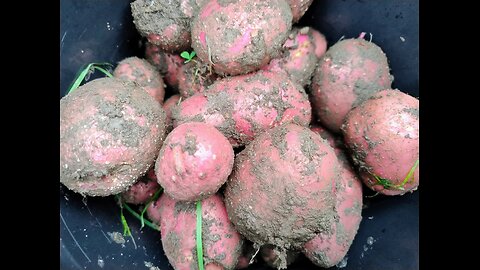 The first potatoes of the year.