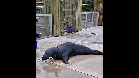 large grey Seal.feeding time #animals #seals #shorts #eating #mammals #fish