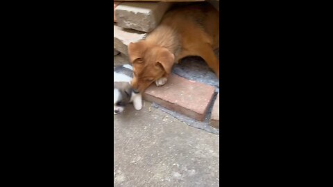 angry puppy video