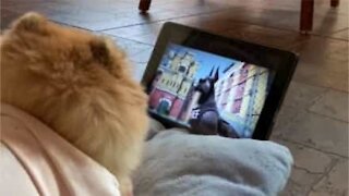 Ce chien regarde son film préféré