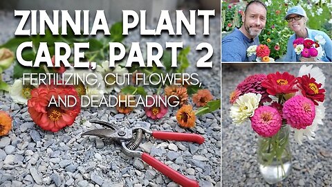 😀 Zinnia Plant Care, Part 2: Fertilizing, Cut Flowers, and Deadheading 😀