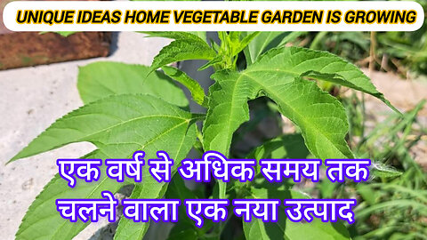 UNIQUE IDEAS HOME VEGETABLES GARDEN GROWING TIPS 2024