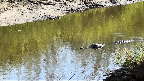 Part 2 | Myakka River State Park | More Gators!