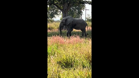 Elephants In Africa