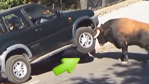 scary ! a bull goes on a rampage and destroys a car