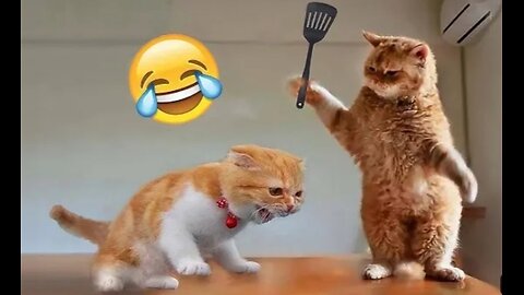 Dogs and cats funny video 😅🐶🐱 ..