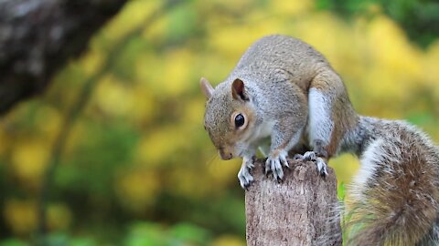 Cute Squirrel playing with wood