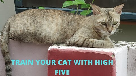 How to train CAT: Easy steps to train your CAT with practicing on daily basis