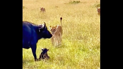 Can the mother buffalo protect her baby from the lion?#animals #wildanimals #thegioidongvat #lion