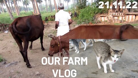 What we do in our farm | OUR FARM VLOG #1 21.11.22