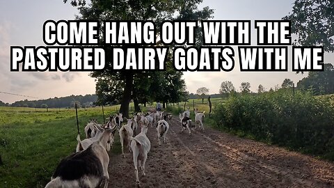 Visit the Dairy Goats with me!