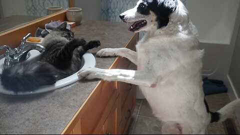 SILLY DOG Interacts With CAT In SILLY MANNER (Funny)