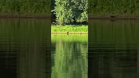 eagle on potomac #bassfishing #foryou #kayakbassfishing #usa