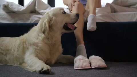 Closeup obedient labrador retriever pet lying on floor and guarding female owner's slippers in domes