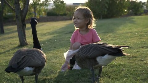 Cute little girl feeding wild geese at green summer meadow475475