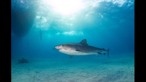 Man Attacked Trying to Lasso Shark