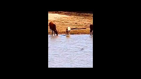 crocodile attack wild cow in 🌊 water 🐄