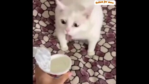 Check out the food and see how the cats chew🤣🤣 interesting video