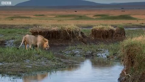 hyena ttacks lion