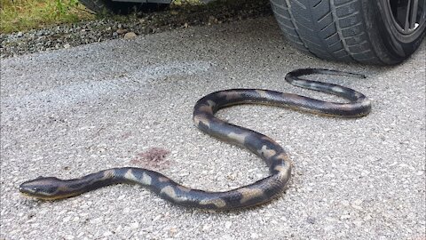 Crushing Crunchy & Soft Things by Car! EXPERIMENT CAR vs SNAKE toy