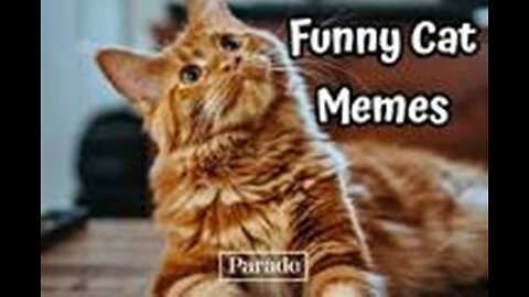 CATS FUNNY MEMES ENJOY ALL MOMENTS